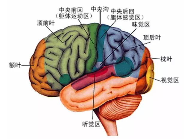 經(jīng)顱磁刺激治療你知道多少？
